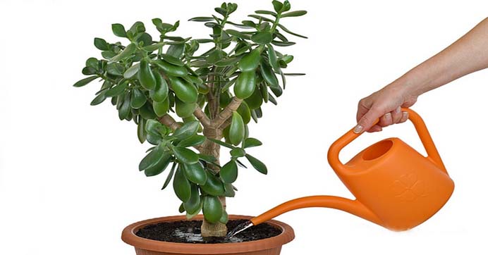 Поливать денежное дерево рекомендуется по средам