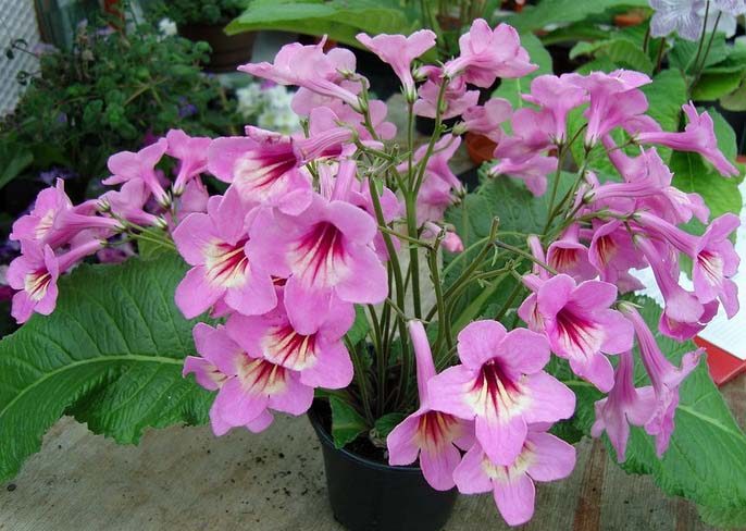 Идеальным вариантом для стрептокарпуса станет широкий, но неглубокий горшок