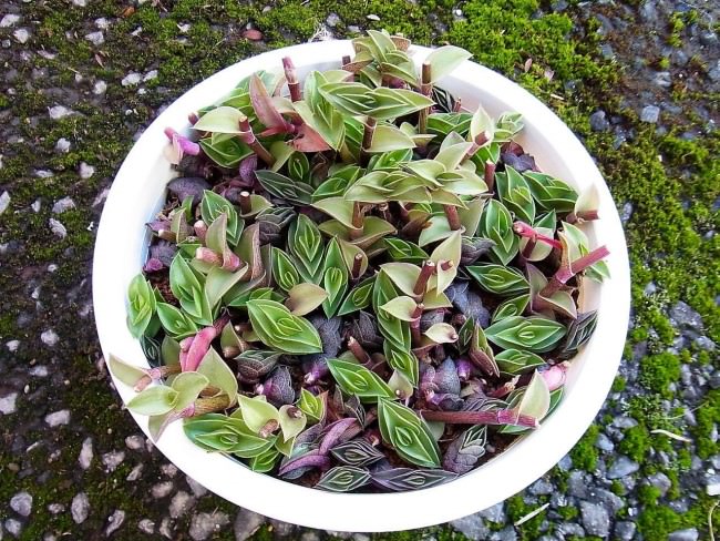 Традесканция ладьевидная (T.navicularis)