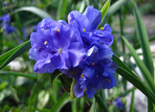 Традесканция Андерсона (Т.andersoniana)