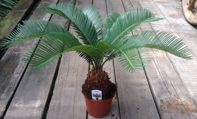 Цикас революта относится к числу высокодекоративных комнатных растений