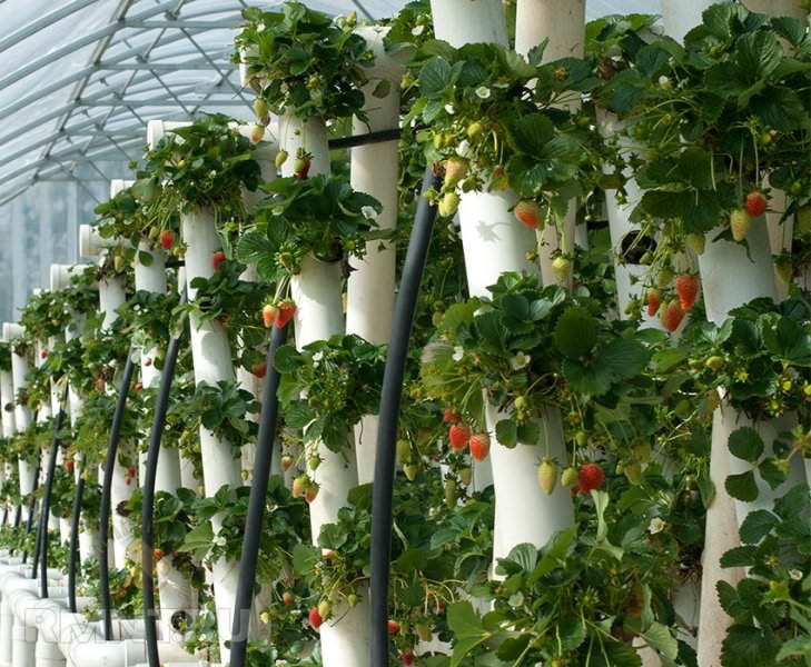 Такие грядки для клубники имеют массу достоинств, выигрывая перед обычными посадками культуры на грунте