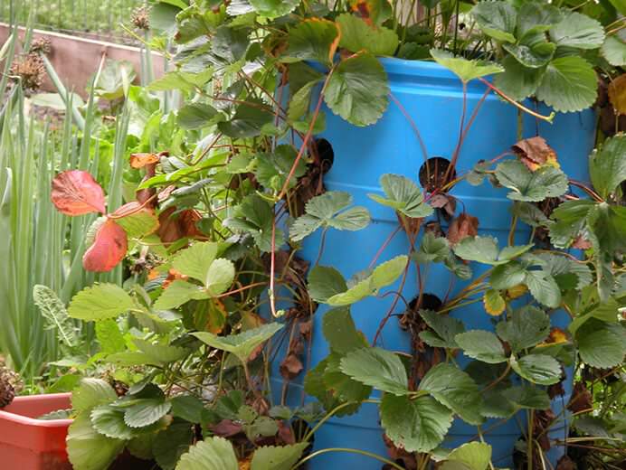 Вертикальное выращивание клубники таким способом смотрится очень эстетично, а главное — грядки делаются из подручных, абсолютно натуральных материалов