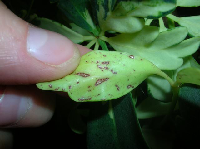 Избыточные оросительные мероприятия, дополненные недостаточно высоким температурным режимом в помещении способны вызывать появление тёмных пятен на листовой пластине