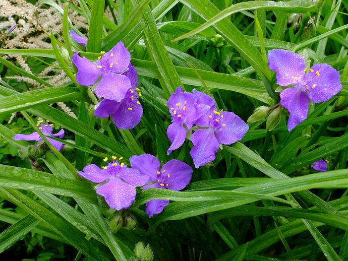 Традесканция виргинская (Т.Virginiana)