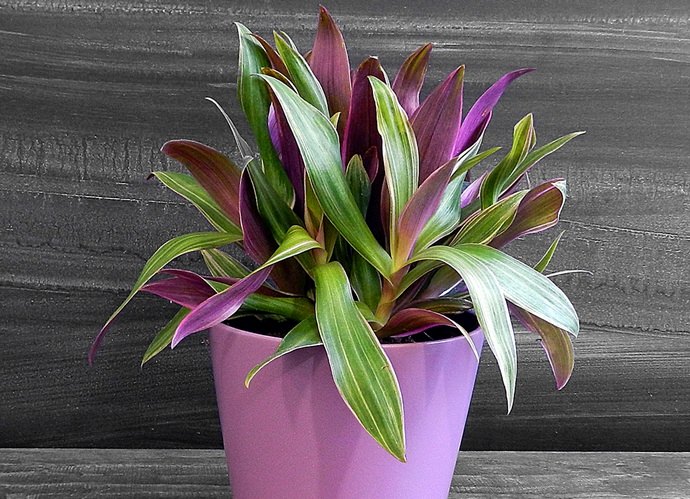 Традесканция разноцветная