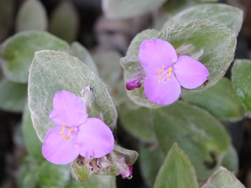 Традесканция силламонтана (T.sillamontana)