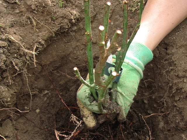 Высаживать чайно-гибридные сорта лучше всего в осенний период, с сентября по середину октября