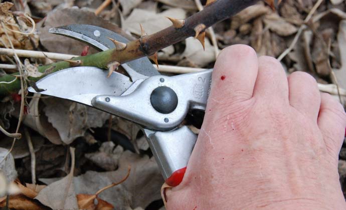 Обрезку розовых кустов следует проводить как в весеннее время, так и в летний и осенний периоды