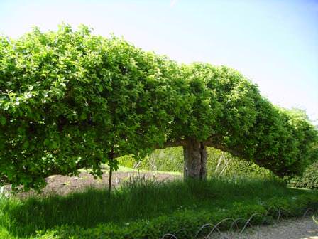 Метод выращивания на шпалерах