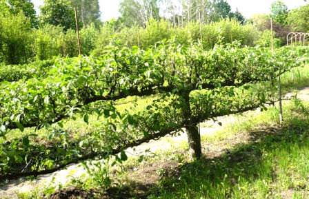 Как обрезать деревья на шпалерах