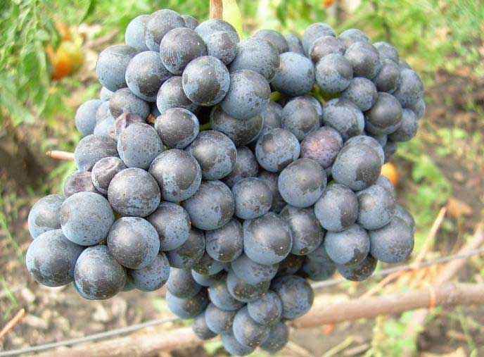 Виноград «Памяти Домбковской» – столово-кишмишный