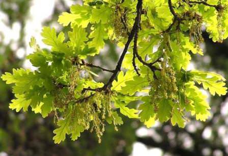 Король деревьев