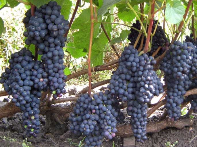Виноградные грозди у сорта «Памяти домбковской» довольно крупные