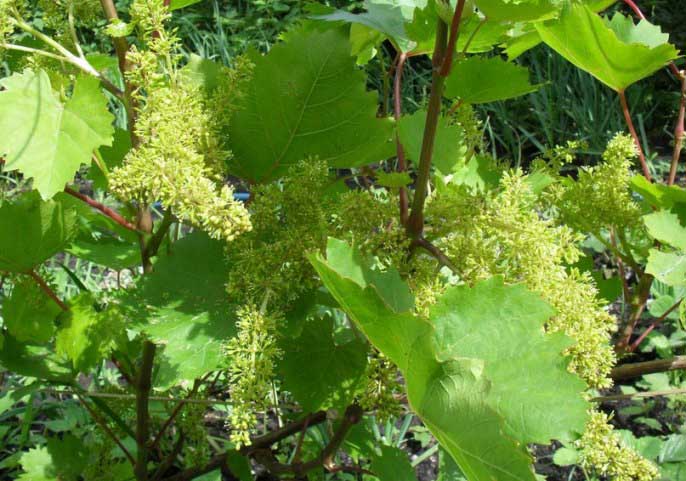 Во время цветения нельзя прекращать обработку винограда «Блестящий» фунгицидами