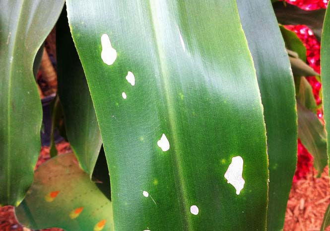 Воздействие прямых солнечных лучей на драцену «Джанет Крейг» часто приводит к ожогам листьев