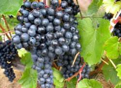 Винограда «Памяти Домбковской» считается одним из самых перспективных