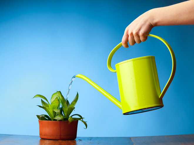 Сигналом для очередного полива «Джанет Крейг» служит легкая степень увлажненности почвы