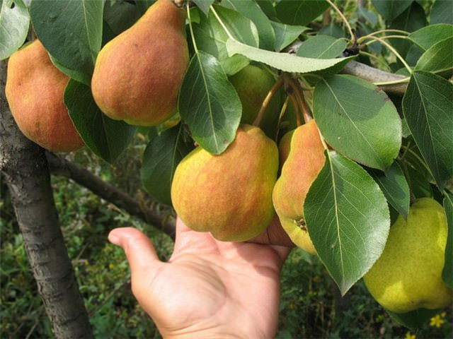 Груша «Детская» относится к числу нетребовательных и потому пользуется популярностью у начинающих садоводов