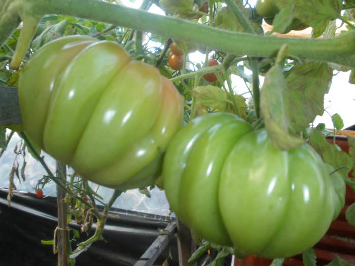 «Грибное лукошко» лучше всего выращивать в теплице