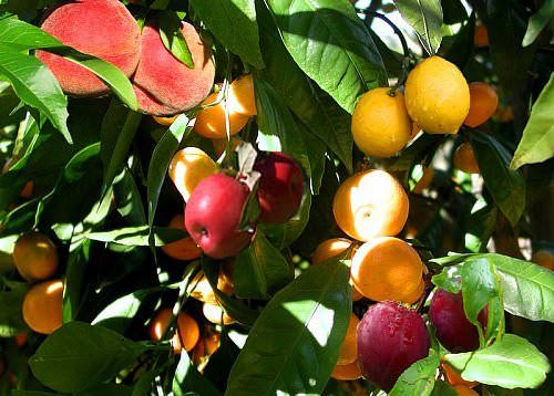 Число сортов (скелетных веток) зависит от вашего предпочтения