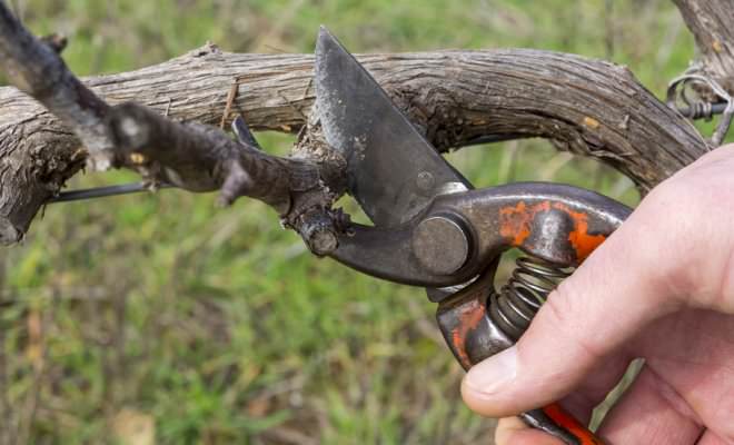 Виноград требует обязательной обрезки в осенний период