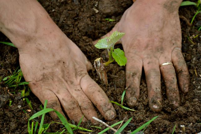 Посадка винограда в Самаре осуществляется весной