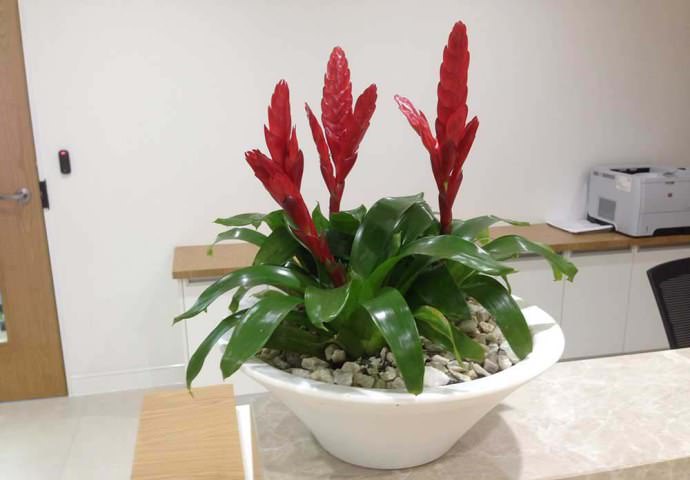 Очень важно при выращивании драцены сорта «Джанет Крейг» не пренебрегать подкормками растения