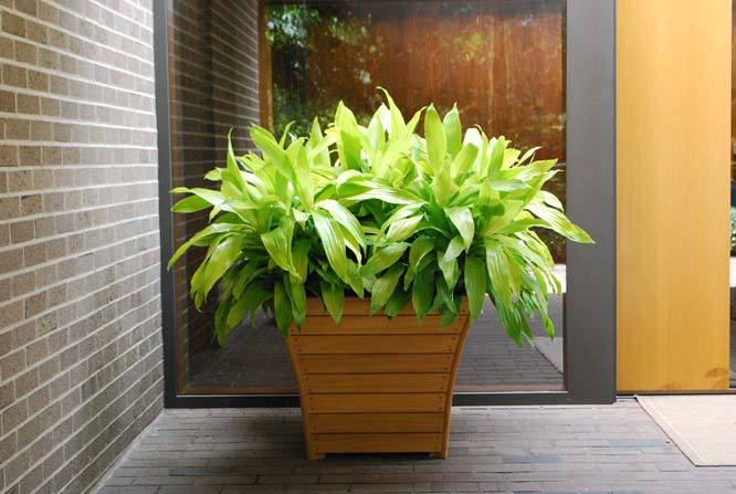 Родиной драцены «Джанет Крейг» являются тропические районы Африки и Азии