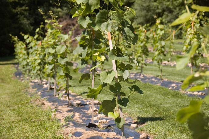 Высаживать саженцы винограда «Каберне Совиньон» необходимо на южных склонах или достаточных возвышениях