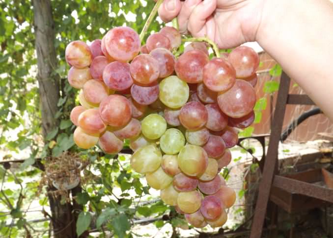 Грозди винограда «Розмус» вполне привлекательны на вид, имеют отменные вкусовые качества