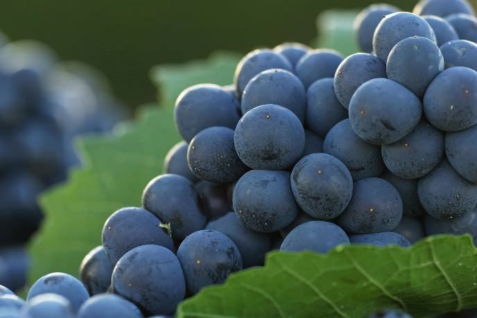 Ягоды «Каберне Совиньон» небольших размеров