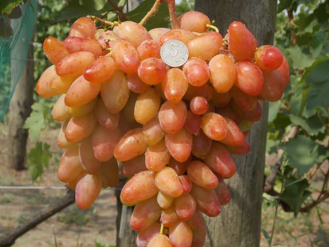 Виноград «Диксон» имеет высокую устойчивость к низким температурным показателям в зимний период