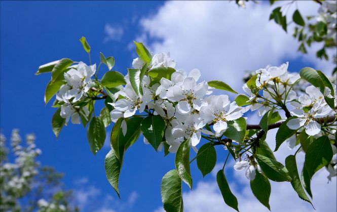 Для груши сорта «Детская» не слишком характерно поражение вредителями