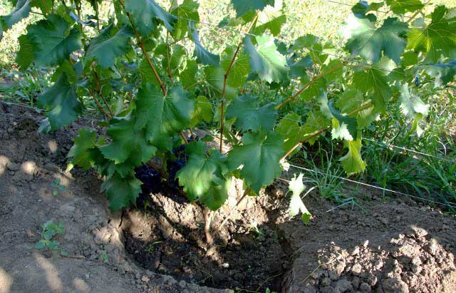 Виноград «Юпитер» отличается очень высокой приживаемостью