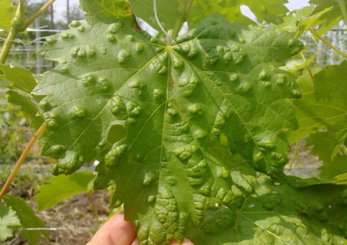 Виноград «Тайфи» склонен к сильному повреждению паутинными клещами