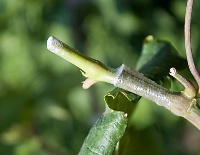 Прививка черенками – действенный способ провести реконструкцию виноградника посредством замены непродуктивных или неконкурентоспособных кустов