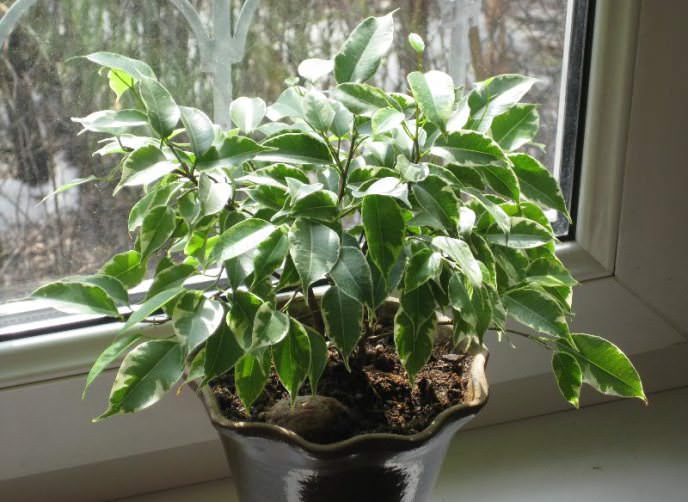 Постоянное место для фикуса Бенджамина должно быть хорошо освещенным