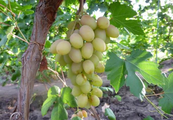 Все выведенные гибридные формы А. В. Бурдака обладают очень хорошими внешними данными, а также замечательными вкусовыми характеристиками