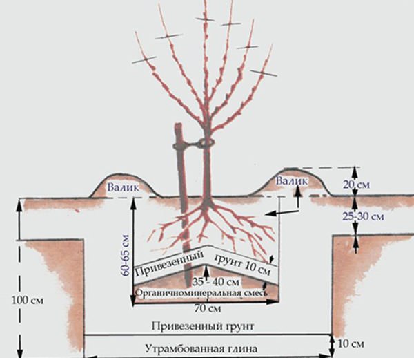 Технология посадки абрикосового дерева достаточно простая