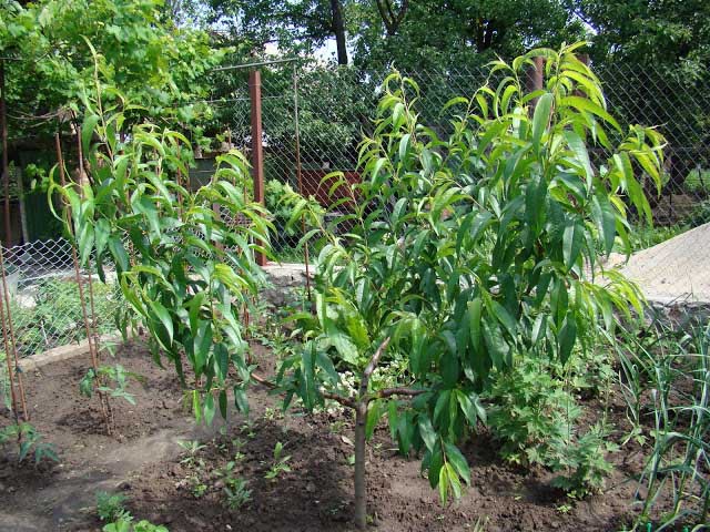 Высаживать саженцы персика необходимо на максимально ровных или незначительно возвышенных участках