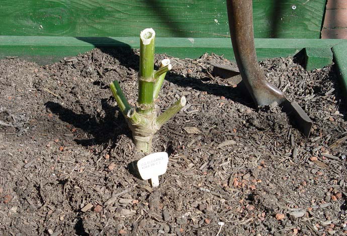 Стебли георгины обрезать до выкапывания, оставляя пеньки примерно 30 см