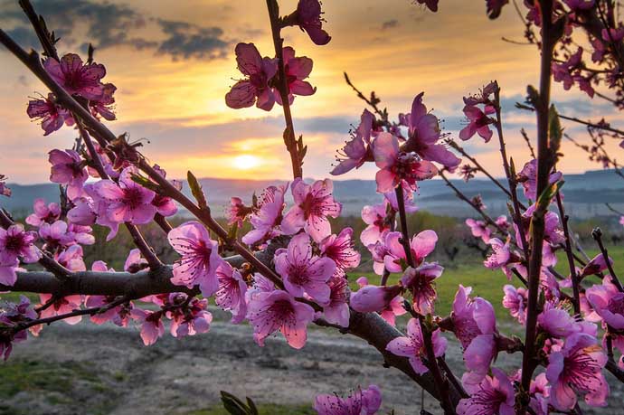 Персик «Флеминг Фьюри» характеризуются выраженной сильнорослостью, урожайностью и скороплодностью