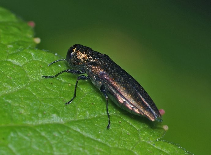 Смородинная златка может нанести растениям немалый вред