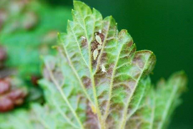 Тля листовая относится к наиболее распространенным вредителям смородины