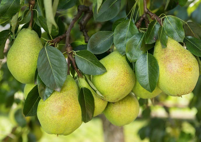 Выбор сорта груши зависит от почвенно-климатические условий в регионе культивирования плодовых насаждений