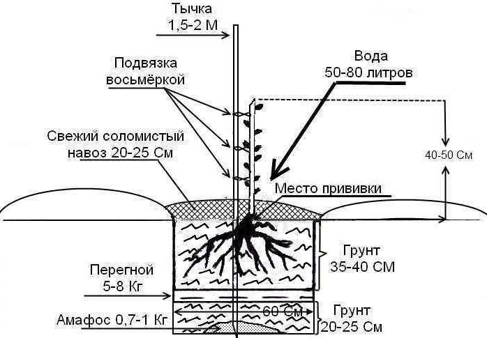 Саженцы грецкого ореха высаживаются согласно стандартной схеме