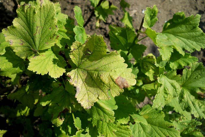 Септориоз является грибковым заболеванием, наблюдающимся практически повсеместно там, где выращивают красную смородину в больших объемах