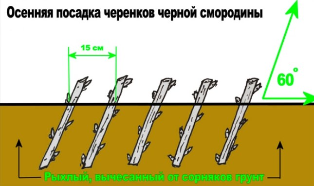 Для быстрого приживания саженцев необходимо очистить землю от многолетних сорняков