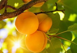 Абрикос относится к плодовым деревьям рода Слива из семейства Розовые